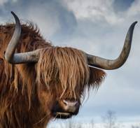 Yak head